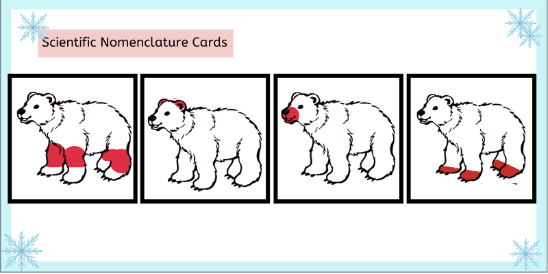 Montessori scientific Normenclature cards for winter