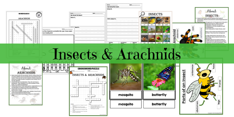 insects & arachnids unit