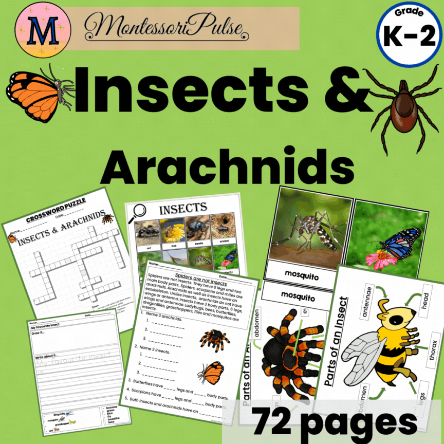 Insects and Arachnids Unit